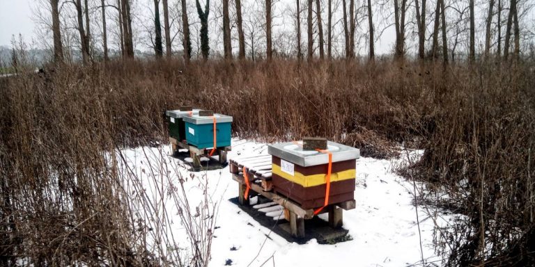 Bienenstöcke im Biotop