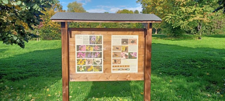 Wildbienen im Fokus