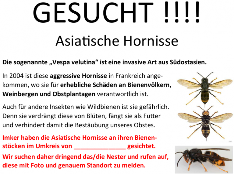 Asiatische Hornisse bedroht unsere Bienenvölker